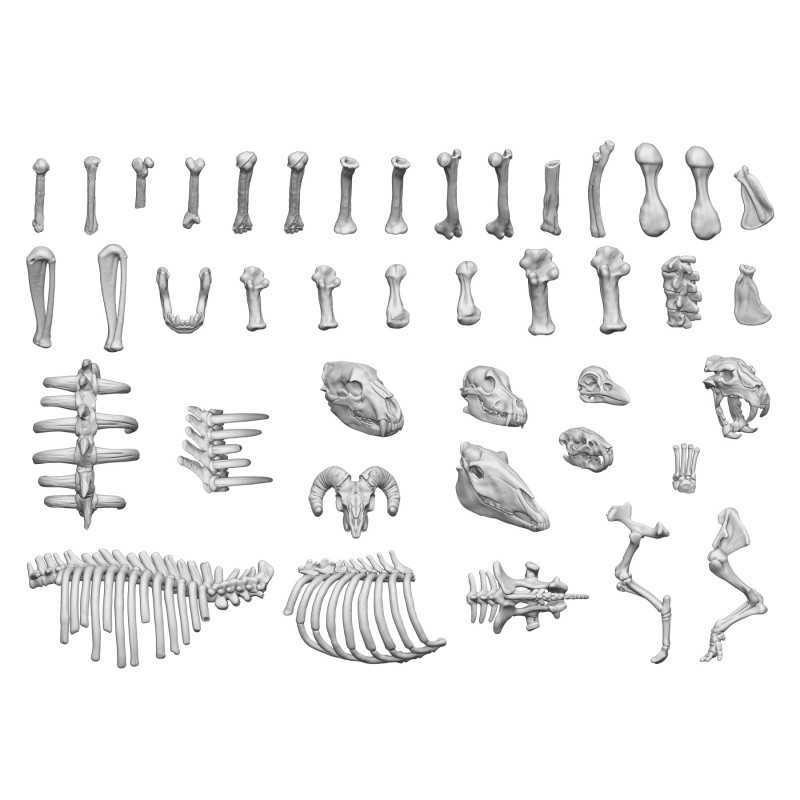Green Stuff World: 3D Printed Set - Animal Bones